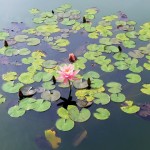 waterlily-458227_640